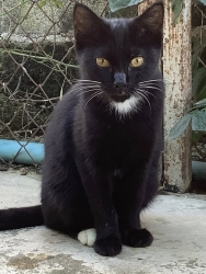 588195151_1168741125404580_5226790426165659565_n.jpg - หาบ้านให้มิ้วๆ แมวกลุ่มนี้ ทำวัคซีนครบ ตรวจโรคแล้ว อายุ5-6เดือน มีทั้งเพศผู้และเมีย ตัวจริงน่ารักมาก | https://www.santisookdogandcat.org