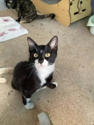 588554003_1168741152071244_270297558551686256_n.jpg - หาบ้านให้มิ้วๆ แมวกลุ่มนี้ ทำวัคซีนครบ ตรวจโรคแล้ว อายุ5-6เดือน มีทั้งเพศผู้และเมีย ตัวจริงน่ารักมาก | https://www.santisookdogandcat.org