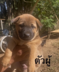 593311534_1175258141419545_1756326366819781473_n.jpg - ต้องการบ้านค่ะ ยากที่สุดคือหาบ้านให้สีขาทั้งหลาย เด็กๆกลุ่มนี้พี่น้องกันเป็นพันธุ์ผสม ขาสั้น หน้าตาน | https://www.santisookdogandcat.org