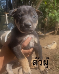 594164032_1175258114752881_5290660224961917390_n.jpg - ต้องการบ้านค่ะ ยากที่สุดคือหาบ้านให้สีขาทั้งหลาย เด็กๆกลุ่มนี้พี่น้องกันเป็นพันธุ์ผสม ขาสั้น หน้าตาน | https://www.santisookdogandcat.org