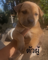 594961662_1175258108086215_5097606450019814349_n.jpg - ต้องการบ้านค่ะ ยากที่สุดคือหาบ้านให้สีขาทั้งหลาย เด็กๆกลุ่มนี้พี่น้องกันเป็นพันธุ์ผสม ขาสั้น หน้าตาน | https://www.santisookdogandcat.org