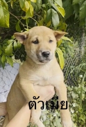 595165512_1175258134752879_4447467314198796587_n.jpg - ต้องการบ้านค่ะ ยากที่สุดคือหาบ้านให้สีขาทั้งหลาย เด็กๆกลุ่มนี้พี่น้องกันเป็นพันธุ์ผสม ขาสั้น หน้าตาน | https://www.santisookdogandcat.org