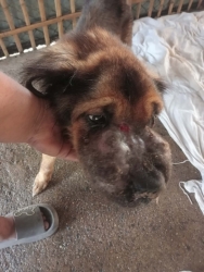 595210504_1180520470893312_179414006838731980_n.jpg - Update เจ้าปิงสุนัขเป็นมะเร็ง TVT เป็นเวลา 21 วันแล้วที่เราให้การรักษาโรคมะเร็ง  | https://www.santisookdogandcat.org