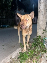 605717287_1195656599379699_5389729161580597110_n.jpg - อัพเดทเปาเปา สุนัขมะเร็ง tvt จมูก หลังจากที่เราได้รับตัวสุนัขเข้ามารักษา ผลการตรวจเป็นมะเร็งtvtที่รั | https://www.santisookdogandcat.org