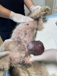 608668287_1198689122409780_5242916717042722874_n.jpg - สุนัขก้อนเนื้องอก น้องเป็นสุนัขที่ถูกนำมาปล่อยทิ้ง“ ทางมูนิธิช่วยเหลือมาจาก ลำปางในช่วงที่ทำหมัน สุน | https://www.santisookdogandcat.org