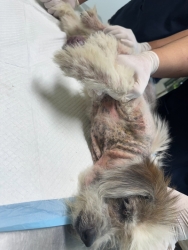 609105798_1198689155743110_2034854620488978748_n.jpg - สุนัขก้อนเนื้องอก น้องเป็นสุนัขที่ถูกนำมาปล่อยทิ้ง“ ทางมูนิธิช่วยเหลือมาจาก ลำปางในช่วงที่ทำหมัน สุน | https://www.santisookdogandcat.org