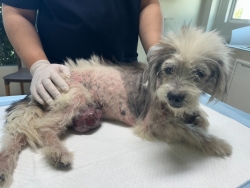 611169470_1198689129076446_6254843899360913528_n.jpg - สุนัขก้อนเนื้องอก น้องเป็นสุนัขที่ถูกนำมาปล่อยทิ้ง“ ทางมูนิธิช่วยเหลือมาจาก ลำปางในช่วงที่ทำหมัน สุน | https://www.santisookdogandcat.org