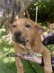 612910151_1202525248692834_6471129701497660547_n.jpg - Poppy’s For adoption only น้องหมาหาบ้าน อายุ2-3 เดือนวัคซีนครบ ทำหมันให้ฟรี | https://www.santisookdogandcat.org
