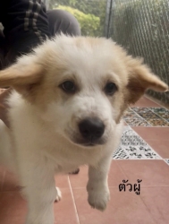 613139415_1202525222026170_1447885331571662741_n.jpg - Poppy’s For adoption only น้องหมาหาบ้าน อายุ2-3 เดือนวัคซีนครบ ทำหมันให้ฟรี | https://www.santisookdogandcat.org