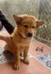 613756324_1202525185359507_760696183492887524_n.jpg - Poppy’s For adoption only น้องหมาหาบ้าน อายุ2-3 เดือนวัคซีนครบ ทำหมันให้ฟรี | https://www.santisookdogandcat.org