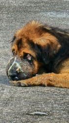 615840169_1210755717869787_5923189970730246813_n.jpg - สุนัข TVT การรักษาดูแลที่ยาวนาน กว่าจะหายรอดปลอดภัย เมื่อเขาแข็งแรงดี เราจะทำหมัน สุนัขบางตัวสามารถก | https://www.santisookdogandcat.org