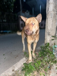 618857264_1210755711203121_9052815350132986971_n.jpg - สุนัข TVT การรักษาดูแลที่ยาวนาน กว่าจะหายรอดปลอดภัย เมื่อเขาแข็งแรงดี เราจะทำหมัน สุนัขบางตัวสามารถก | https://www.santisookdogandcat.org