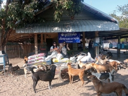 624654317_1217250747220284_2730313544826480431_n.jpg - ทุกการให้..ยิ่งใหญ่เสมอ  ขอบพระคุณทุกท่าน“ทุกความเมตตายิ่งทำยิ่งได้“ยิ่งให้ ยิ่งมีการให้มีความสุขมาก | https://www.santisookdogandcat.org