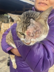 625341924_1223887466556612_4821660678309726217_n.jpg - เจ้าเหมียวผู้น่าสงสาร จากอำเภอปาย ที่ถูกอะไรก็ไม่ทราบแน่ชัด จึงต้องส่งตัวลงมาเพื่อผ่าตัดเอาลูกตาออกเ | https://www.santisookdogandcat.org