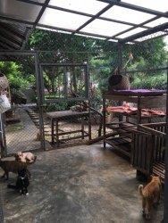 69845108_373842079955672_1362018096172236800_n.jpg - สิ่งที่เราทำ มูลนิธิสันติสุขเพื่อสุนัขและแมวจรจัด บ้านแมว(ดอยสะเก็ด) เป็นที่ตั้งและที่ทำการของมูลนิธ | https://www.santisookdogandcat.org