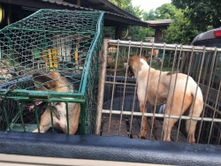 68315798_364444320895448_2762990338833383424_n.jpg - Setup for TNR program Spay/neutering stop Populations Animals Santisook dog and cat rescue foundatio | https://www.santisookdogandcat.org