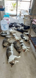 68332688_364444477562099_1678483209370730496_n.jpg - Setup for TNR program Spay/neutering stop Populations Animals Santisook dog and cat rescue foundatio | https://www.santisookdogandcat.org