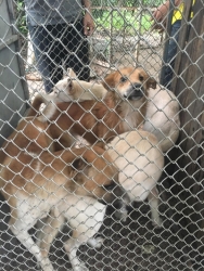 68501867_364444377562109_4389734297687293952_n.jpg - Setup for TNR program Spay/neutering stop Populations Animals Santisook dog and cat rescue foundatio | https://www.santisookdogandcat.org