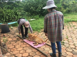 68577678_364444484228765_1092293458493702144_n.jpg - Setup for TNR program Spay/neutering stop Populations Animals Santisook dog and cat rescue foundatio | https://www.santisookdogandcat.org