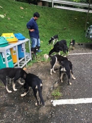 68620425_364444467562100_4337803324125347840_n.jpg - Setup for TNR program Spay/neutering stop Populations Animals Santisook dog and cat rescue foundatio | https://www.santisookdogandcat.org