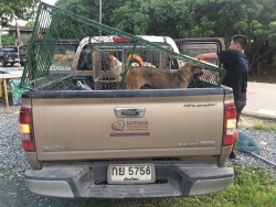 68890726_364444347562112_1066147660395708416_n.jpg - Setup for TNR program Spay/neutering stop Populations Animals Santisook dog and cat rescue foundatio | https://www.santisookdogandcat.org