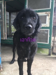 68781314_363524687654078_8996578930194382848_n.jpg - เฉาก๊วย Giveing New life สุนัขอาภัพที่ป่วยเป็นโรคผิวหนัง..และพยาธิในเม็ดเลือด..เฉาก๊วยเคยที่เจ้าของอ | https://www.santisookdogandcat.org