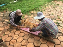 67741566_360732744599939_8642263704735318016_n.jpg - ทำหมัน วันนี้เป็นอีกวันที่เราได้”ทำหมันฟรี”ให้แก่น้องหมาน้องแมวจนอาศัยอยู่ที่วัดตรงข้าม เทศบาลตำบลป่ | https://www.santisookdogandcat.org