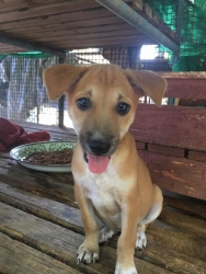 67121131_351750512164829_891383809033895936_n.jpg - Adopt only please สองสาวน้อยมาหาบ้าน สายน้อยแพคคู่..เพศเมีย อายุ 2 เดือนครึ่ง จากวัด..ทำวัคซีน..ถ่ายพยาธิ ฝากความเมตตาขอบ้านที่พร้อม ด้วยความรัก..ความรับผิดชอบ อายุครบ 6 เดือน ทางเราจะตามกลับมาทำหมันให้ ”ฟรี” | https://www.santisookdogandcat.org