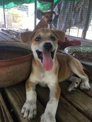 67392729_351750445498169_1723955277968965632_n.jpg - Adopt only please สองสาวน้อยมาหาบ้าน สายน้อยแพคคู่..เพศเมีย อายุ 2 เดือนครึ่ง จากวัด..ทำวัคซีน..ถ่าย | https://www.santisookdogandcat.org