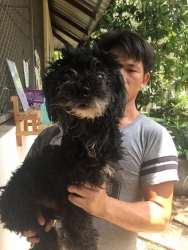 65152364_339693586703855_846566993531240448_n.jpg - หายดีแล้ว Happy ending Poor dog he has Adopt already สุนัขพุดเดิ้ลสีดำ ที่คุณครูแจ้งขอความช่วยเหลือ..พิกัดโรงเรียนห้วยไร่ อำเภอแม่แตง บาดแผลเกิดจากน้ำของร้อน เป็นเวลานาน แผลมีหนอน “มูลนิธิสันติสุขเพื่อสุนัขและแมวจรจัด