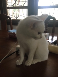 62554422_336169093722971_1832630444617629696_n.jpg - สาวน้อยขอบ้าน พิกัดดอยสะเก็ด อายุราว3เดือน เพศเมียเราทำวันซีนไข้หัดเข็มแรกแล้ว ถ่ายพยาธิทำหมันแล้ว.. | https://www.santisookdogandcat.org