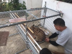 62610830_333614777311736_4599624182597156864_n.jpg - TNR Trap neutering return Program ทำทันที..อย่ามีเดี๋ยว เมื่อพระท่านช่วยทำกรงวางแผนจับน้องหมาเพื่อนำลงมาทำหมัน วัดพระธาตุดอยสะเก็ด..กับทางมูลนิธิสันติสุขเพื่อสุนัขและแมวจรจัดน้องหมาน้องแมว ไม่มีอะไรที่ทำไม่ได้จริงๆ | https://www.santisookdogandcat.org