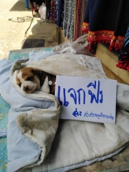 61454051_329283861078161_9207333744208248832_n.jpg - ใครต้องการรับอุปการะหนูบ้าง หนูน้อยพันธุ์ผสม เพศเมีย..อาศัยอยู่อุทยานแห่งชาติ..แห่งหนึ่งในเชียงใหม่..เจ้าหน้าที่ระดับสูง..ไม่ต้องการให้สุนัขอยู่อีกต่อไป..แม่และตัวอื่นๆ ทางมูลนิธิสันติสุขจะขึ้นไปรับลงมาทำหมัน..ผู้แจ้งจะหาบ้านชั่วคราวให้ก่อน | https://www.santisookdogandcat.org