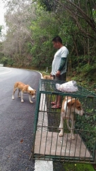 81163117_451616262178253_505598821326127104_o.jpg - ทำหมัน มูลนิธิสันติสุขเพิ่อสุนัขและแมวจรจัด เราได้พยายามที่จะจับสุนัข ในหลายๆที่ที่คนแจ้งมา เพื่อหยุ | https://www.santisookdogandcat.org