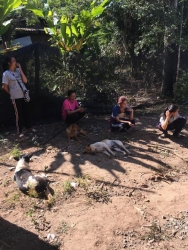 79782672_439206490085897_2868189644283969536_o.jpg - Spay and Neutering TNR‼️ ทำหมันน้องหมาน้องแมว วันนี้ทางมูลนิธิสันติสุขเพื่อสุนัขและแมวจรจัด ได้ทำหมั | https://www.santisookdogandcat.org
