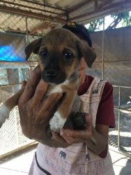 79965098_437114950295051_540280536212439040_o.jpg - Puppy’s need home Don’t buy adopt only please เด็กๆทั้งหลาย พร้อมหาบ้าน ท่านใดสนใจรับอุปการะ พวกเขาเหล่านี้ สามารถติดต่อได้ที่ มูลนิธิสันติสุขเพื่อสุนัขและแมวจรจัด | https://www.santisookdogandcat.org