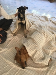 78452719_431209874218892_5445025466169688064_o.jpg - หยุดการแพร่พันธ์น้องหมาน้องแมว เมื่อวานทาง มูลนิธิสันติสุขเพื่อสุนัขและแมวจรจัด ได้ทำหมันน้องหมาน้อง | https://www.santisookdogandcat.org
