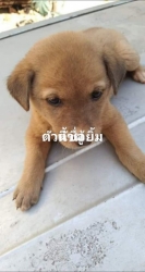 83092453_464539610885918_7624456047284977664_o.jpg - ลูกสุนัขหาบ้าน พิกัดตำบลป่าเมี่ยงดอยสะเก็ด สำนักปฎิบัติธรรมของคณะสงฆ์เชียงใหม่ ลูกสุนัขยังไม่ได้ทำอะไรสักอย่าง ท่านที่รับอุปการะพวกเขา สามารถนำมาทำวัคซีน ถ่ายพยาธิได้ที่ มูลนิธิสันติสุขเพื่อสุนัขและแมวจรจัด อายุ 5-6 เดือนเราทำหมันให้ฟรี | https://www.santisookdogandcat.org