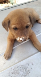 83967630_464539550885924_3601313241424199680_o.jpg - ลูกสุนัขหาบ้าน พิกัดตำบลป่าเมี่ยงดอยสะเก็ด สำนักปฎิบัติธรรมของคณะสงฆ์เชียงใหม่ ลูกสุนัขยังไม่ได้ทำอะ | https://www.santisookdogandcat.org