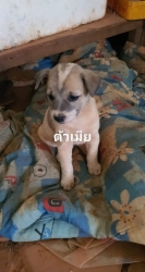 83991768_464539524219260_9050444597544615936_o.jpg - ลูกสุนัขหาบ้าน พิกัดตำบลป่าเมี่ยงดอยสะเก็ด สำนักปฎิบัติธรรมของคณะสงฆ์เชียงใหม่ ลูกสุนัขยังไม่ได้ทำอะ | https://www.santisookdogandcat.org