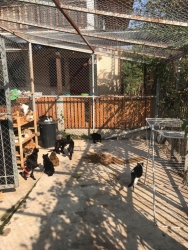 83643510_467254963947716_8925358154699505664_o.jpg - บ้านแมวสันติสุข | https://www.santisookdogandcat.org