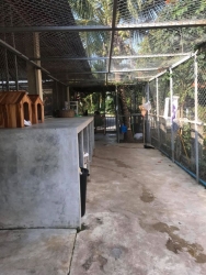 84495959_467254850614394_5450402099504349184_o.jpg - บ้านแมวสันติสุข | https://www.santisookdogandcat.org
