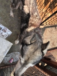 89962804_493538864652659_4359070988562857984_o.jpg - Rescue dogs has been abandoned จากโพสต์เมื่อวันที่ 4 มีนาคม 2563 ทางมูลนิธิสันติสุขเพื่อสุนัขและแมวจ | https://www.santisookdogandcat.org