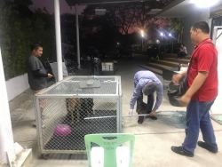 87733808_490122188327660_905681609133391872_o.jpg - Another day Successful Sterilization 20 Stray dogs TNR วันนี้ทางมูลนิธิสันติสุขเพื่อสุนัขและแมวจรจัด ได้ลงพื้นที่เทศบาล ตำบลสันกำแพง ในการทำหมันให้แก่สุนัขเร่ร่อน ที่อาศัยอยู่ที่บ่อขยะ จำนวน 20 ตัว เพื่อหยุดการแพร่พันธุ์ของน้องหมาน้องแมวเร่ร่อน | https://www.santisookdogandcat.org