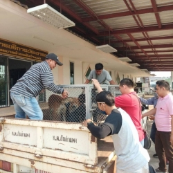 88433618_490122214994324_8088446127390588928_o.jpg - Another day Successful Sterilization 20 Stray dogs TNR วันนี้ทางมูลนิธิสันติสุขเพื่อสุนัขและแมวจรจัด | https://www.santisookdogandcat.org