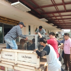 88433618_490122214994324_8088446127390588928_o.jpg - Another day Successful Sterilization 20 Stray dogs TNR วันนี้ทางมูลนิธิสันติสุขเพื่อสุนัขและแมวจรจัด ได้ลงพื้นที่เทศบาล ตำบลสันกำแพง ในการทำหมันให้แก่สุนัขเร่ร่อน ที่อาศัยอยู่ที่บ่อขยะ จำนวน 20 ตัว เพื่อหยุดการแพร่พันธุ์ของน้องหมาน้องแมวเร่ร่อน | https://www.santisookdogandcat.org