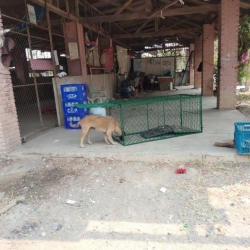 87904111_489556055050940_5189489313083031552_o.jpg - TNR..program sterilization วันนี้ทางมูลนิธิสันติสุขเพื่อสุนัขและแมวจรจัด ได้ลงพื้นที่จับน้องหมาอาศัยอยู่บ่อทิ้งขยะ ของเทศบาลตำบลสันกำแพง อำเภอสันกำแพงเชียงใหม่ เพื่อทำหมันหยุดการแพร่พันธุ์ แก้ไขปัญหา ให้สุนัขสามารถอยู่ที่เดิมได้ โดยไม่สร้างความเดือดร้อนแก | https://www.santisookdogandcat.org