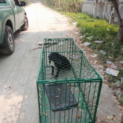 88964071_489555975050948_3406121267177193472_o.jpg - TNR..program sterilization วันนี้ทางมูลนิธิสันติสุขเพื่อสุนัขและแมวจรจัด ได้ลงพื้นที่จับน้องหมาอาศัยอยู่บ่อทิ้งขยะ ของเทศบาลตำบลสันกำแพง อำเภอสันกำแพงเชียงใหม่ เพื่อทำหมันหยุดการแพร่พันธุ์ แก้ไขปัญหา ให้สุนัขสามารถอยู่ที่เดิมได้ โดยไม่สร้างความเดือดร้อนแก | https://www.santisookdogandcat.org