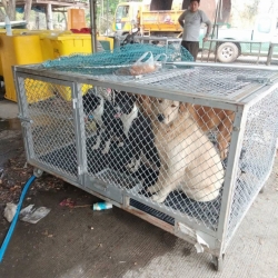 89036149_489555911717621_4190029034366697472_o.jpg - TNR..program sterilization วันนี้ทางมูลนิธิสันติสุขเพื่อสุนัขและแมวจรจัด ได้ลงพื้นที่จับน้องหมาอาศัยอยู่บ่อทิ้งขยะ ของเทศบาลตำบลสันกำแพง อำเภอสันกำแพงเชียงใหม่ เพื่อทำหมันหยุดการแพร่พันธุ์ แก้ไขปัญหา ให้สุนัขสามารถอยู่ที่เดิมได้ โดยไม่สร้างความเดือดร้อนแก | https://www.santisookdogandcat.org