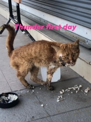 87164981_488561235150422_1414014202913226752_o.jpg - Thunder today successful recovery วันนี้ของธันเดอร์ แมวเรร่อนพิการ ป่วยบาดเจ็บจากการถูกรถชน กรามหัก เป็นเวลานานจนเกิดเป็นแผลติดเชื้อใหญ่น่ากลัว ได้รับการรักษาตัวนานกว่าหนึ่งเดือน จนวันนี้น้องหายดี ถึงแม้จะกรามเบี้ยว และมีขาเพียงสามขา | https://www.santisookdogandcat.org